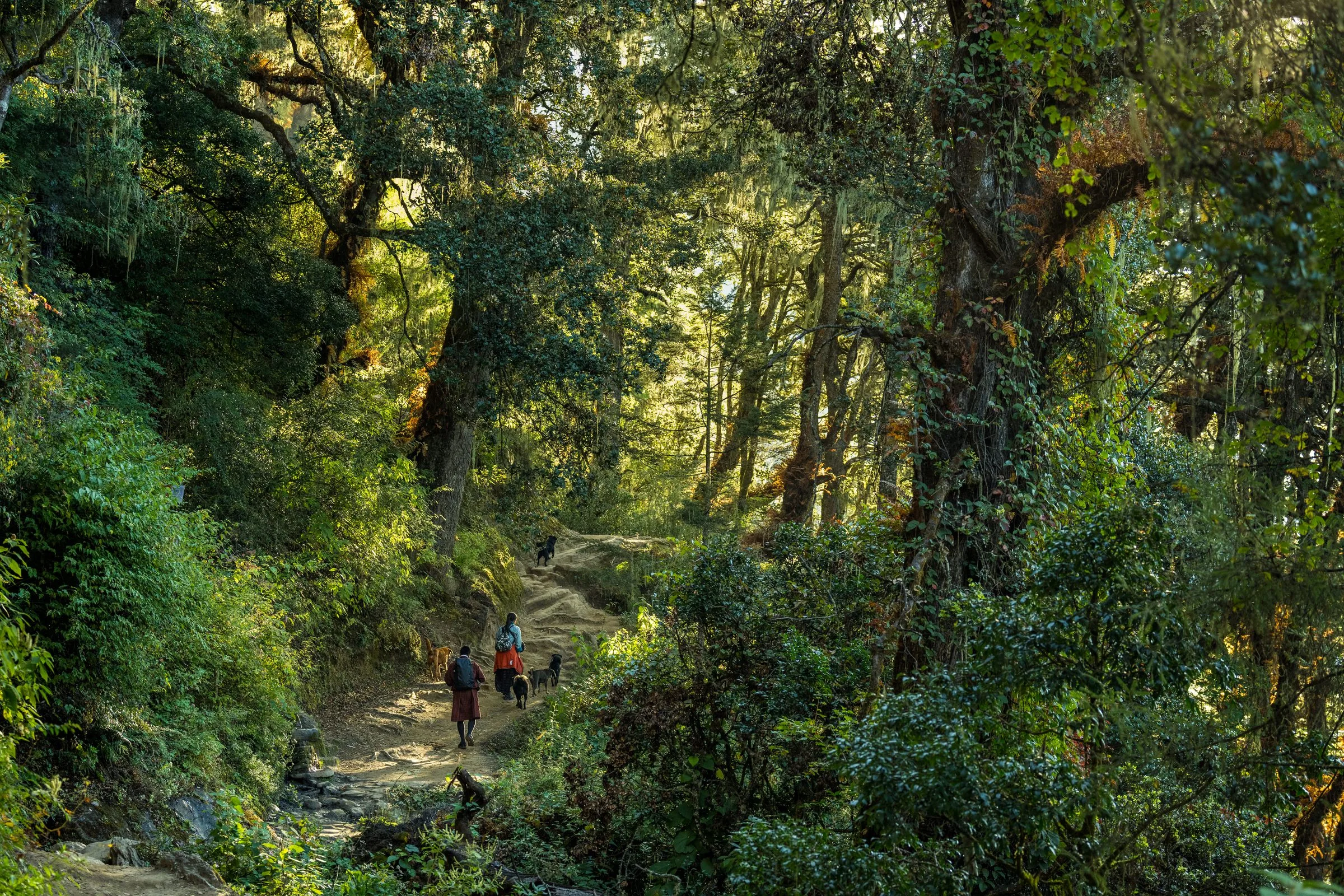 Travellers walking a forest path in Bhutan