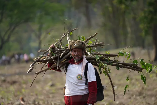 An older man carrying a bundle of cleared brushwood on his shoulder