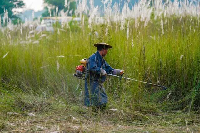 A worker clearing tall grass with a brush cutter